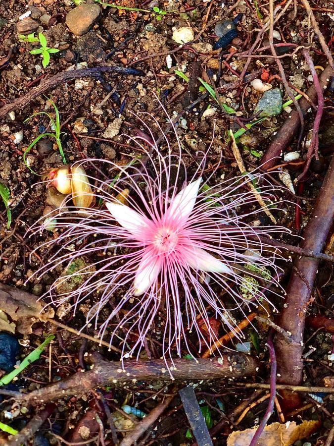 Paradise Garden Берувала Экстерьер фото